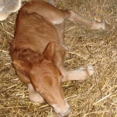 Anden særlig race Seidelins Bertram (solgt)