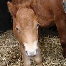 Anden særlig race Seidelins Bertram (solgt)