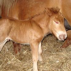 Anden særlig race Seidelins Bertram (solgt)