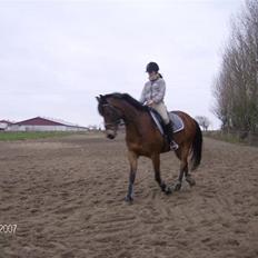 Tysk Sportspony Benjamin †100697-070808†