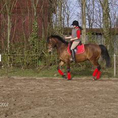 Tysk Sportspony Benjamin †100697-070808†