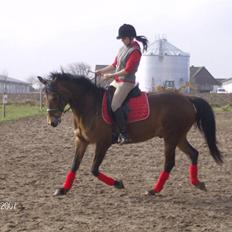 Tysk Sportspony Benjamin †100697-070808†