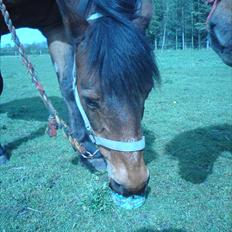 New Forest Brune (Pensioneret) 