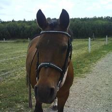 New Forest Brune (Pensioneret) 