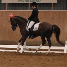 DSP Vasehøjs Kashi *A-Pony*