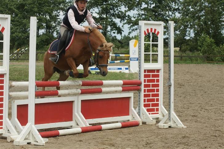 Anden særlig race Simba *solgt* - Simba og mig over 90 cm ............. Taget af : Anne-Mette Frederiksen billede 9