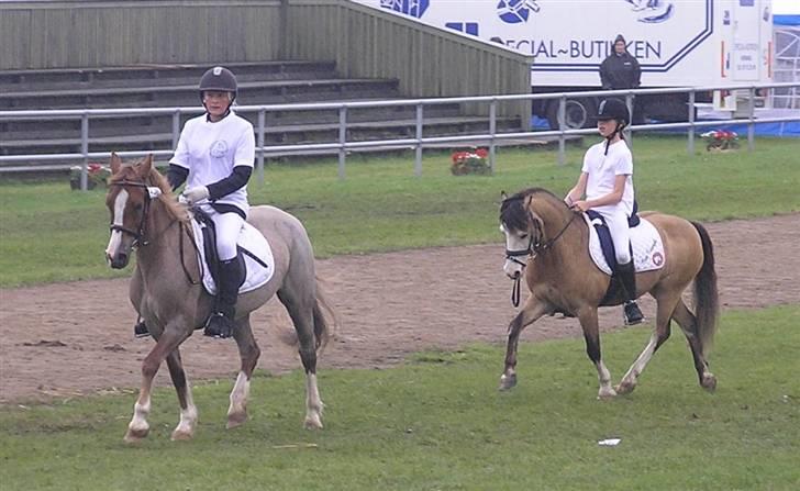 Welsh Mountain (sec A) Erin Triumph B-pony Solgt - Også fra Landsskuet sammen med en af de andre Welsh ponyer, sec. C hoppen Hatting Kis med Camille Mørk. billede 18