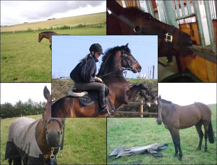 DSP Apollo (Gjøll's Jeff) - Billeder (; billede 3