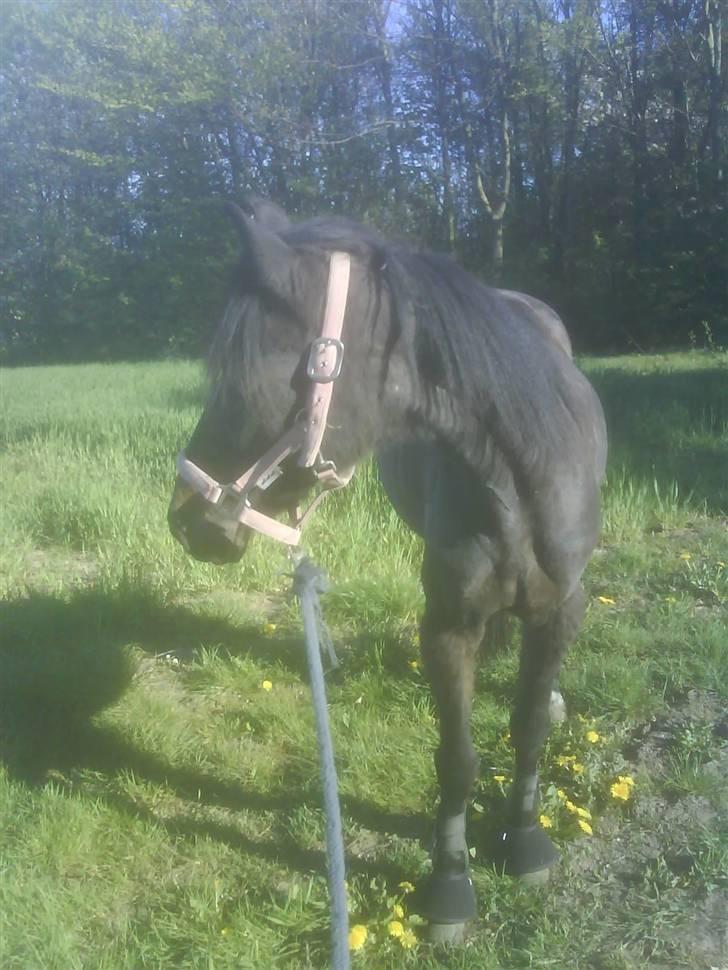 Anden særlig race Beauty †RIP† - Det sidste billede jeg fik taget af den smukke Beauty var på en gå-tur en dejlig sommerdag, hvor jeg fik lyst til og tage et billede af den smukke Beauty.. Iben gik med Zürich ved siden af.. - Den bette *RIP* - Fotograf: Mig billede 20