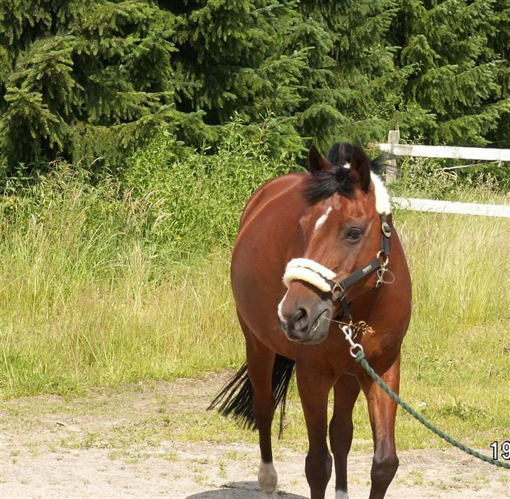 Anden særlig race Bacardi - Aflivet - (18) Du var blevet så flot! billede 18