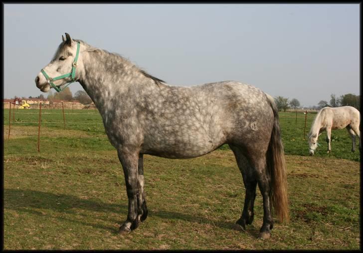 Connemara Elmelys River Dance  - Riverdance april 2007 billede 1