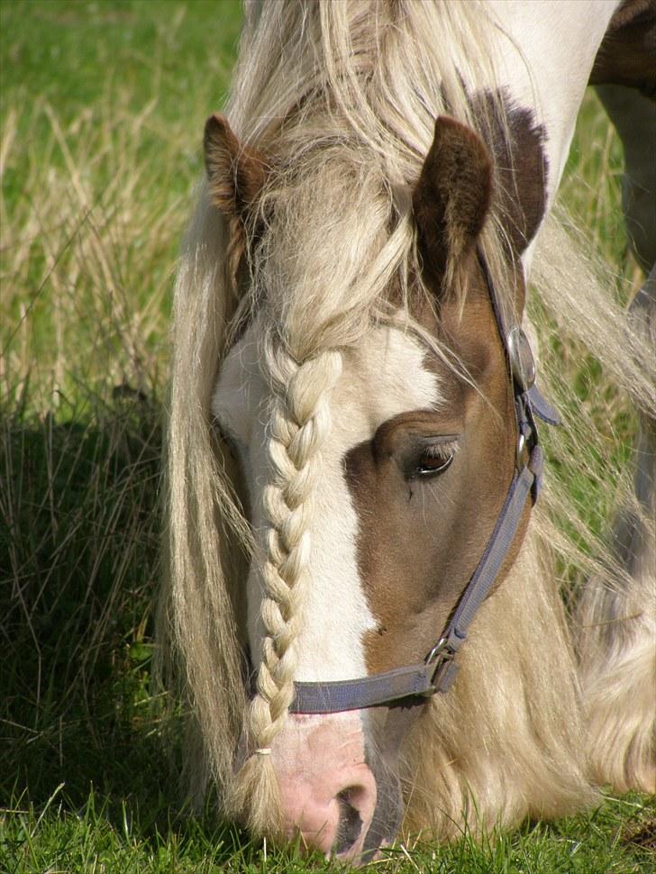 Irish Cob Welsh Warrior AVLSHINGST billede 4