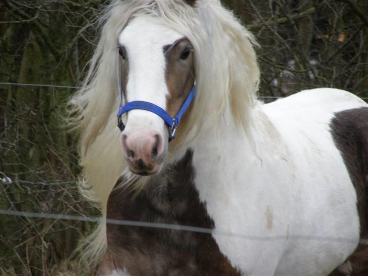 Irish Cob Welsh Warrior AVLSHINGST billede 7