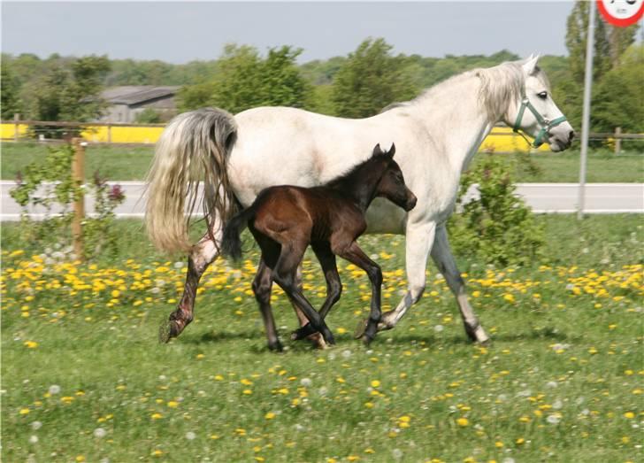 Connemara Elmelys Jasmin - Jasmin og Jerico 2007 billede 2