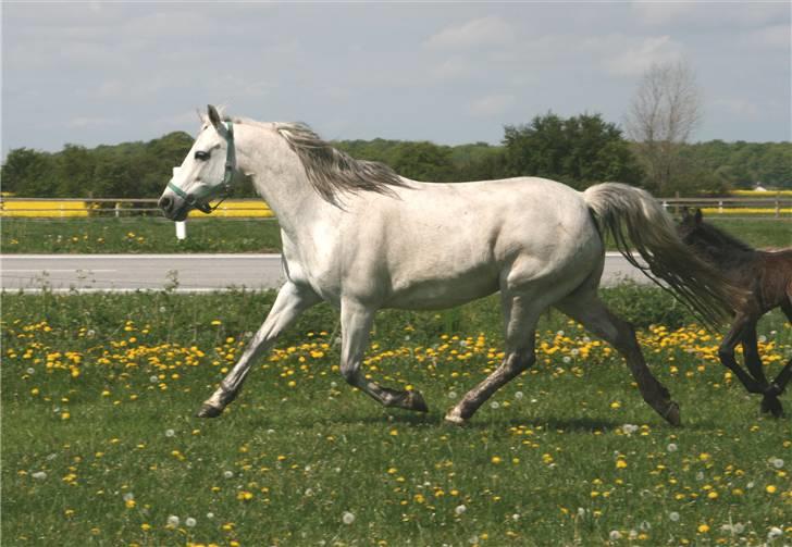 Connemara Elmelys Jasmin - Jasmin sommer 2007 billede 3