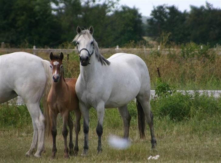 Connemara Elmelys Jasmin - Jasmin og Bessie sommer 2006 billede 4