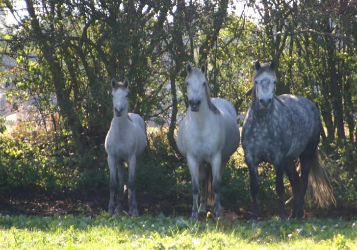 Connemara Elmelys Jasmin - Jasmin i sommervarmens skygge billede 5