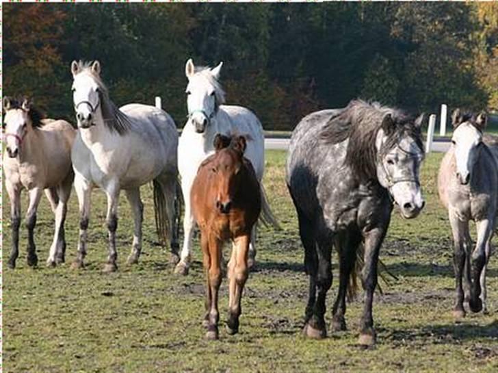 Connemara Elmelys River Dance  - River sommer 2005 billede 2