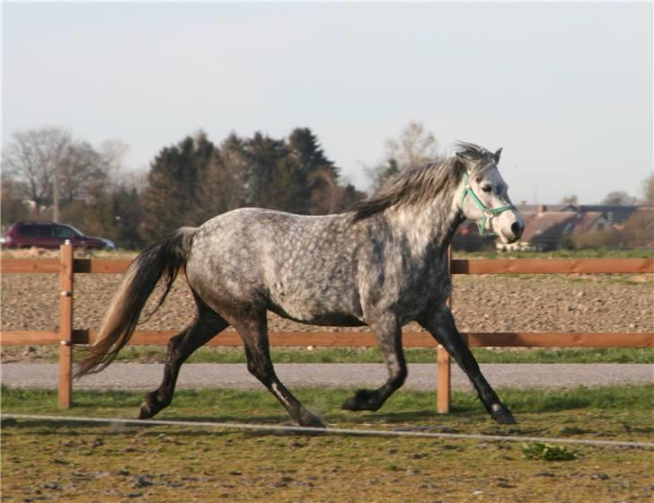 Connemara Elmelys River Dance  - River viser  trav billede 3