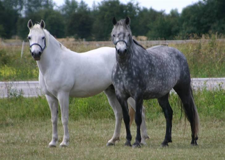 Connemara Elmelys River Dance  - River og hendes mor: Hyldens Peach billede 4