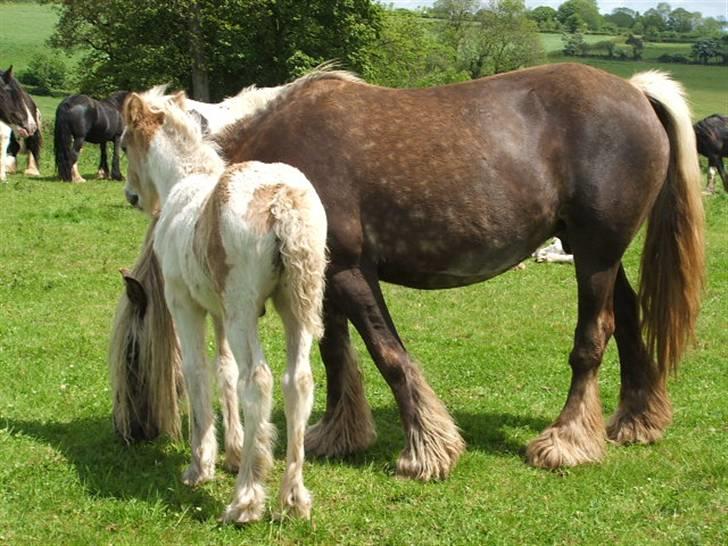 Irish Cob Welsh Warrior AVLSHINGST - The Chokolate Mare med lille Warrior billede 8