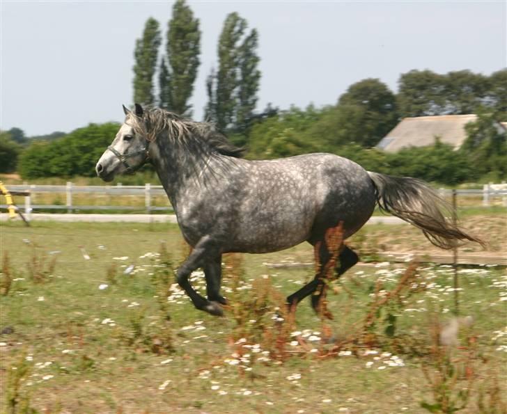 Connemara Elmelys River Dance  - River stor og rund oven på sommerens græs billede 5