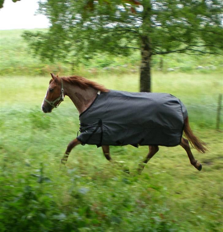 Hollandsk Sportspony Magic Spirit - Hotte Pony! På fold hos hans nye ejer Mona! <´3 billede 13