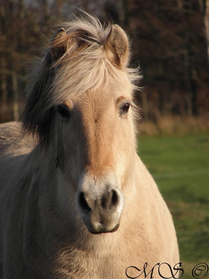 Fjordhest Lulu - Velkommen til Lulus profil....! Foto: MS ©   billede 5