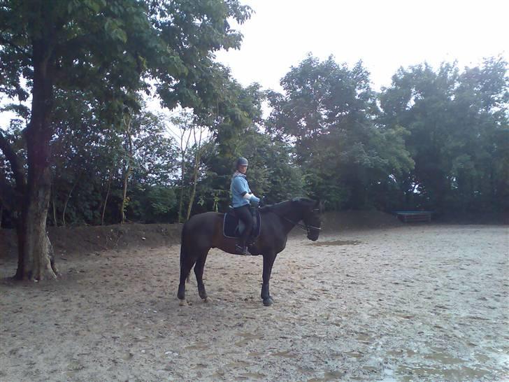 Hollandsk Varmblod Zoran - Nyt billede .. Opvarmning .. billede 8