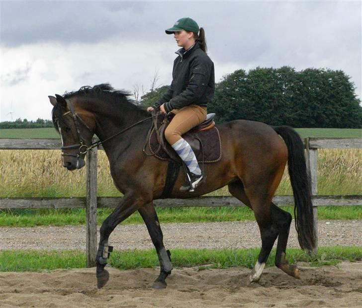 DSP Lintrupgaards Sakira billede 16