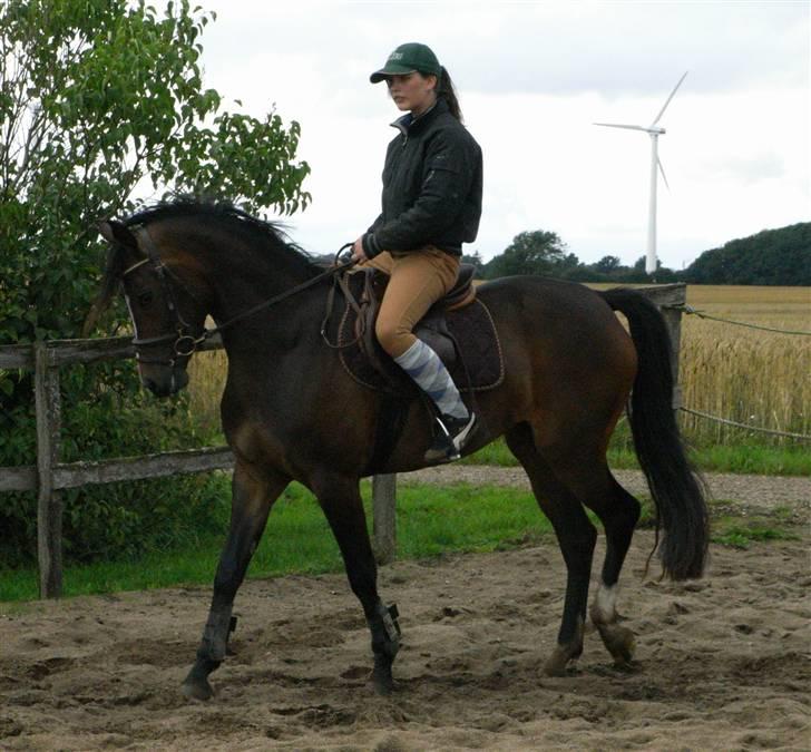 DSP Lintrupgaards Sakira billede 17