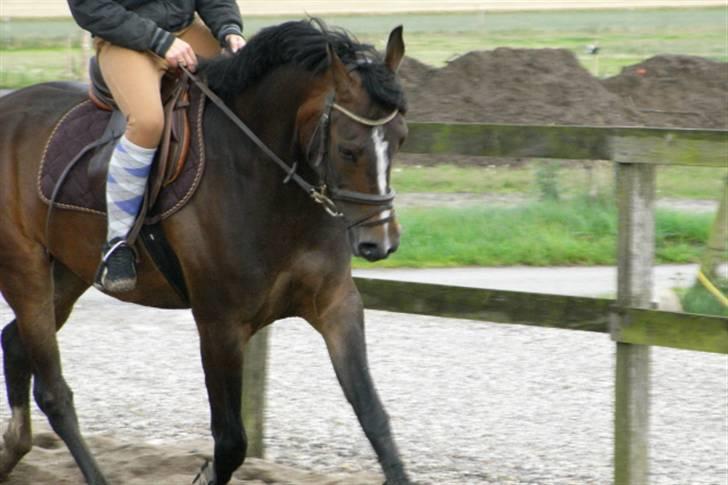 DSP Lintrupgaards Sakira billede 18