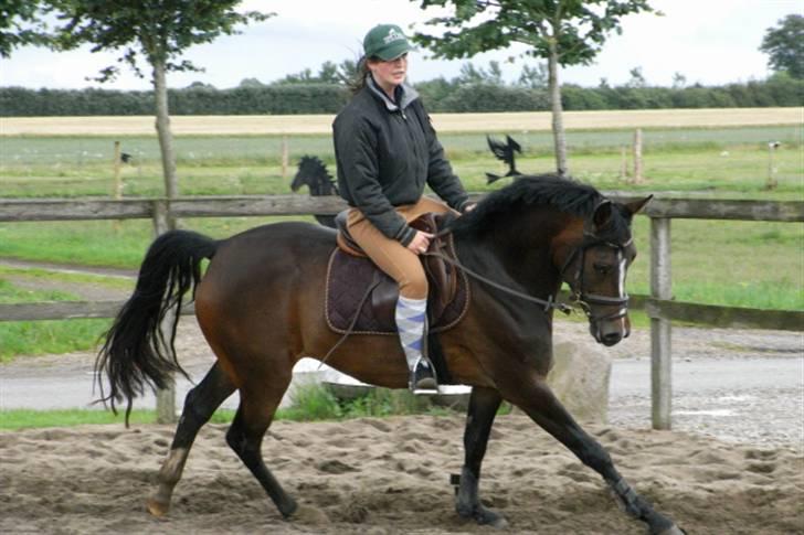 DSP Lintrupgaards Sakira - Galop, hvis nogen skulle være i tvivl. billede 19