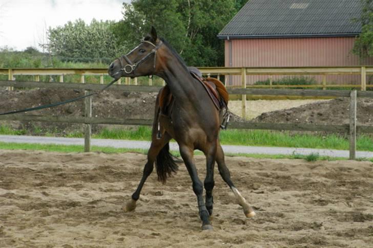 DSP Lintrupgaards Sakira - Øhh, Ja ? xb billede 20