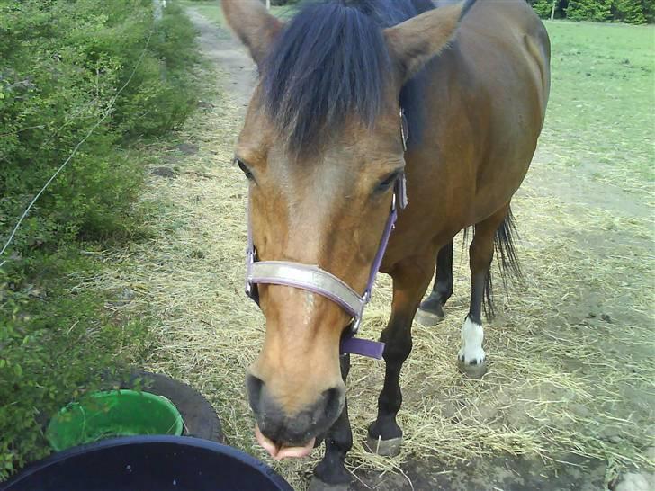 New Forest Brune (Pensioneret)  - 1. Velkommen billede 1