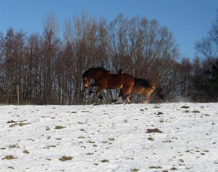 Anden særlig race Felix - Felix giver den gas i sneén. Noget man ellers aldrig så, da han havde ondt pga. spatten. Han er blevet sådan en glad hest :)) billede 14