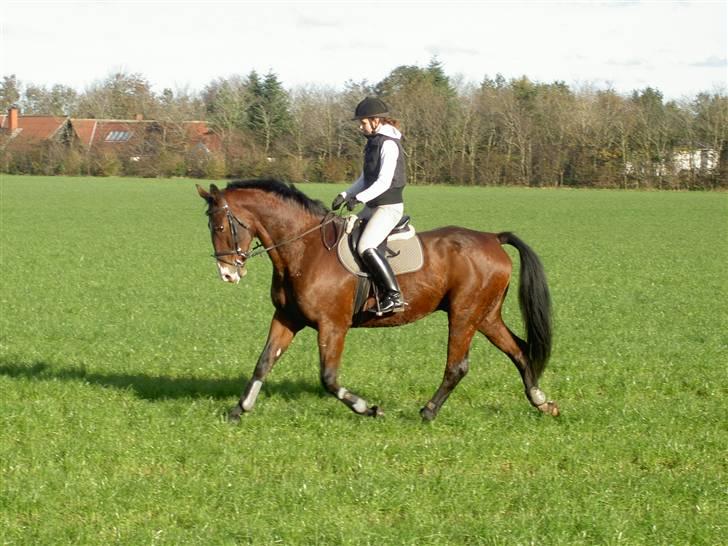 Oldenborg Urban Hedevang R.I.P. billede 3