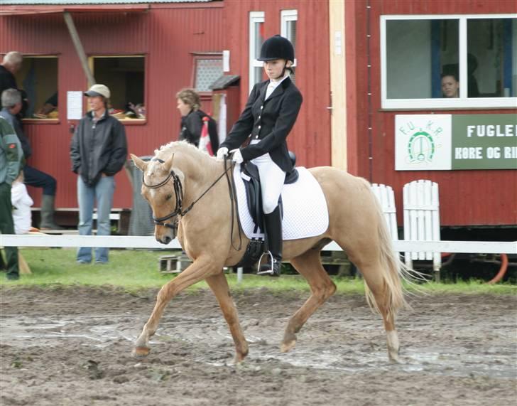 Palomino Golden Catch Me (Solgt) - Stævne i fukr -LC2 billede 1