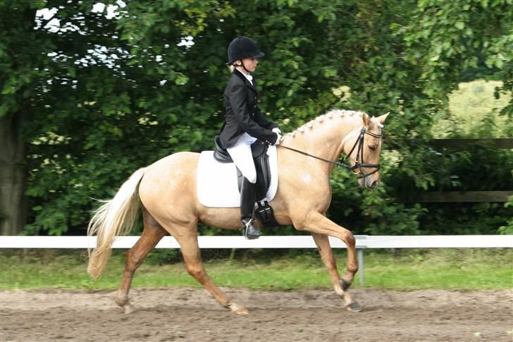 Palomino Golden Catch Me (Solgt) - fuld galop ! fukr 2007 billede 5