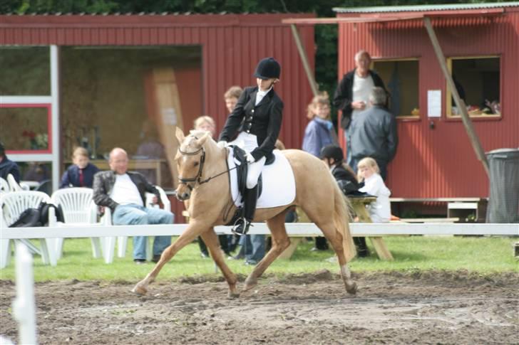 Palomino Golden Catch Me (Solgt) - En god fingerregl - HUSK AT DREJE!!! billede 6