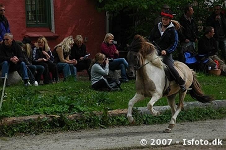 Islænder Skjóni fra Grenå SOLGT! - Galop til Hekla stævne - du dygtig bassemand (: billede 17