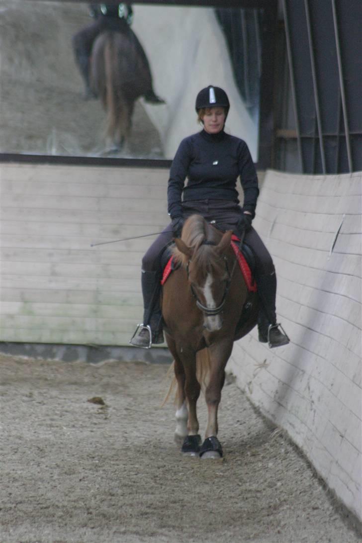 New Forest Folehaves Nathali * klubmester i spring 2013* - træning billede 5