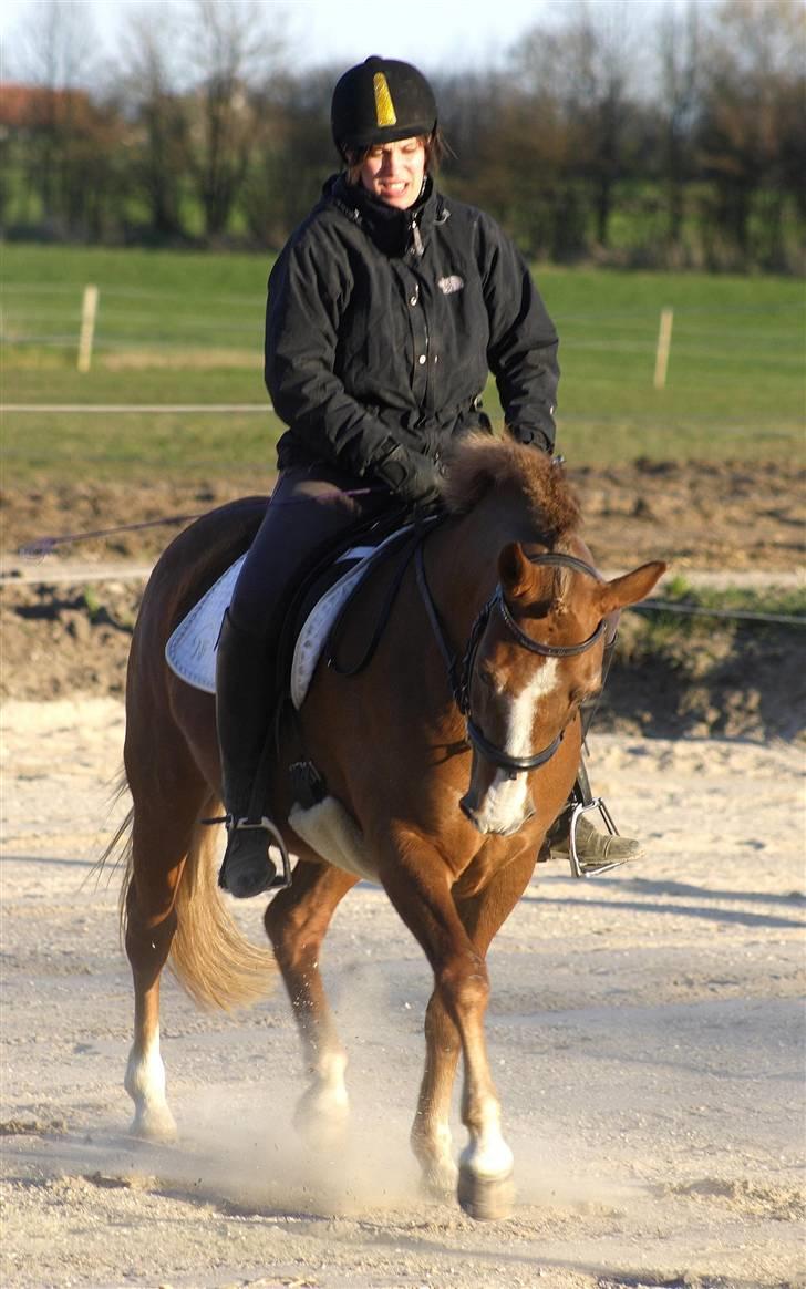 New Forest Folehaves Nathali * klubmester i spring 2013* - træning Taget af: Camilla Rosenlund  billede 6