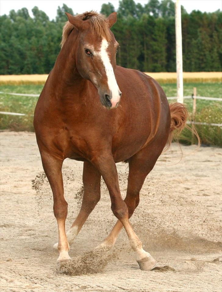 New Forest Folehaves Nathali * klubmester i spring 2013* - Grrrr JEG BIDER!!!!! Taget af: Camilla Rosenlund   billede 8