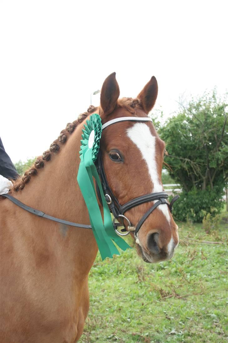 Tysk Sportspony Falkenhof's Milky Way - nr. 4 i aktiv fritids cup billede 6