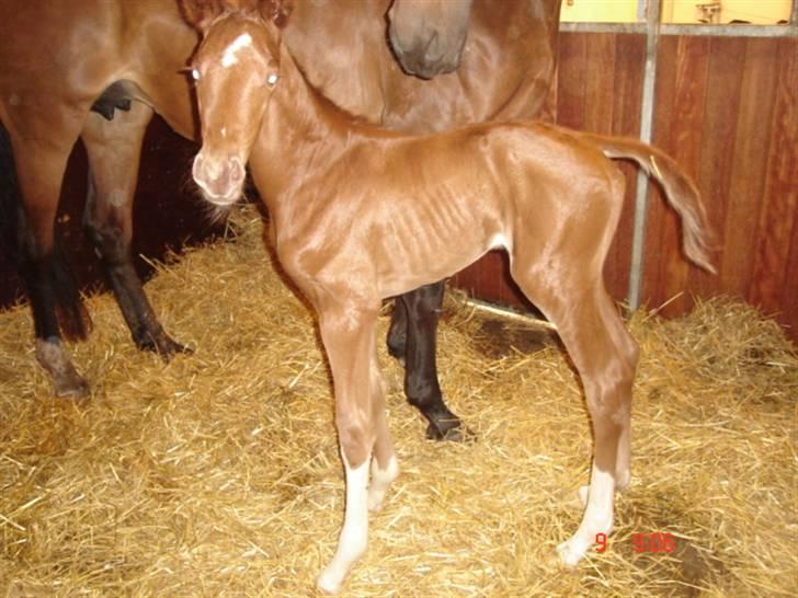 Dansk Varmblod Odessa *Solgt* - 2 dage gammel billede 1
