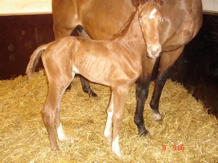 Dansk Varmblod Odessa *Solgt* billede 2