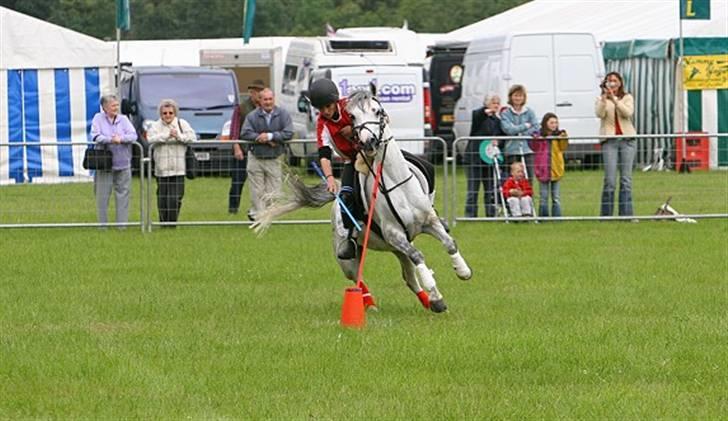 Welsh Pony (sec B) Alexander billede 4