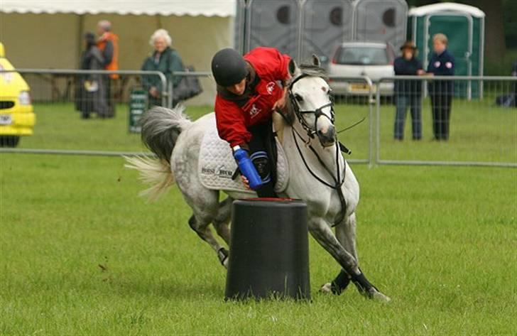 Welsh Pony (sec B) Alexander billede 5