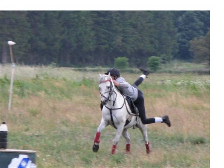 Welsh Pony (sec B) Alexander billede 6